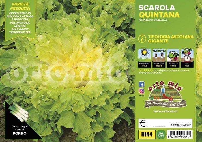 Indivia scarola ascolana Quintana - 9 piante - Orto Mio