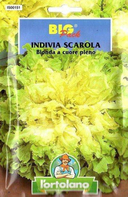 Indivia Scarola Bionda a Cuore Pieno - Big Pack - L'ortolano