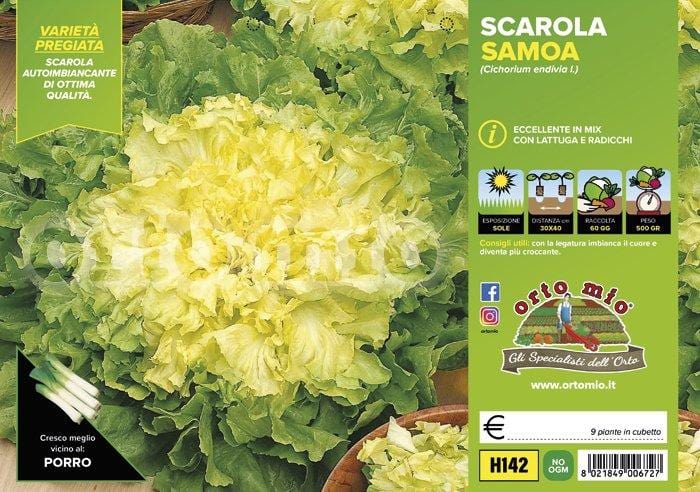 Indivia scarola bionda a cuore pieno Samoa - 9 piante - Orto Mio