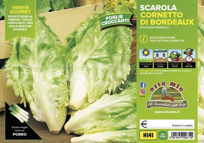 Indivia Scarola Cornetto di Bordeaux - 9 piante - Orto Mio
