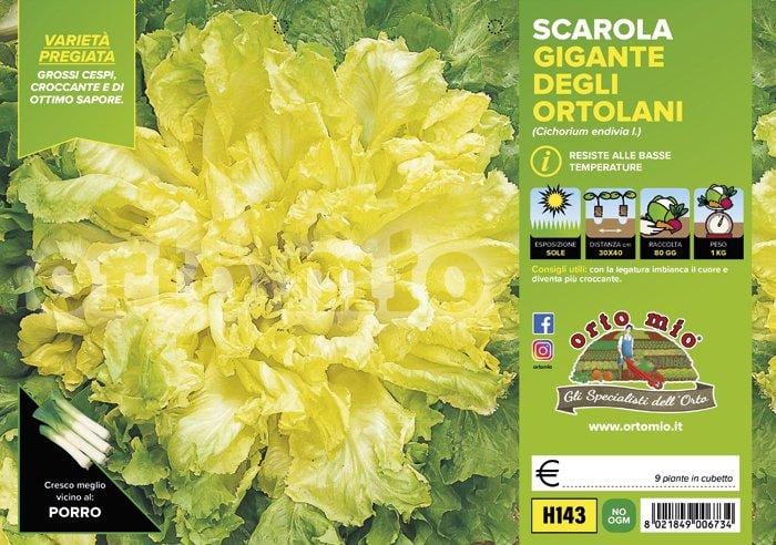 Indivia scarola gigante degli ortolani Torino - 9 piante - Orto Mio