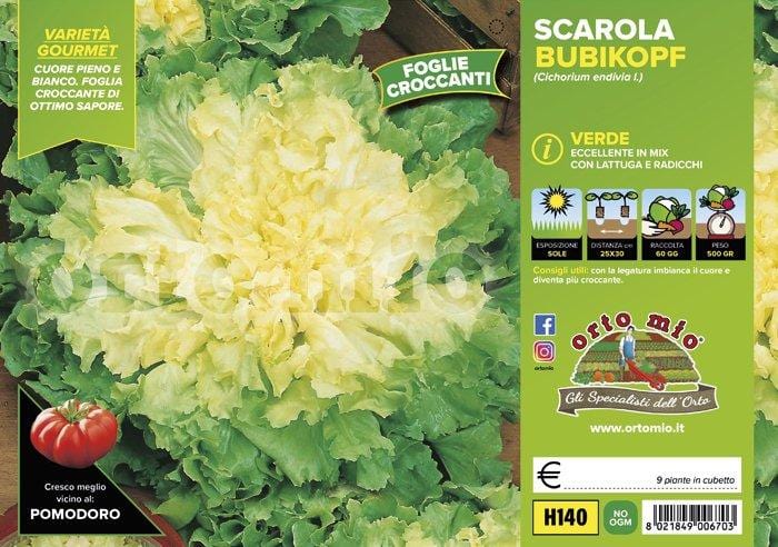 Indivia scarola verde Bubikopf Stratego - 9 piante - Orto Mio