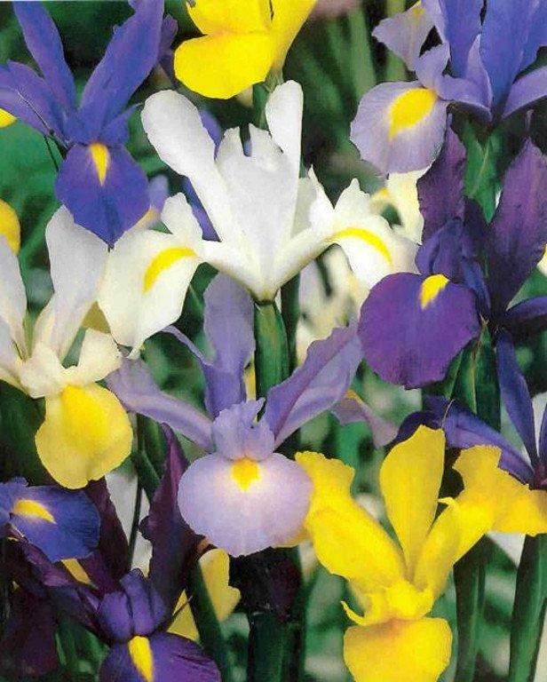 Iris Hollandica Mixed - Confezione da 8 bulbi