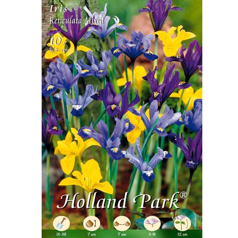Iris Reticulata Mix - Confezione 10 bulbi
