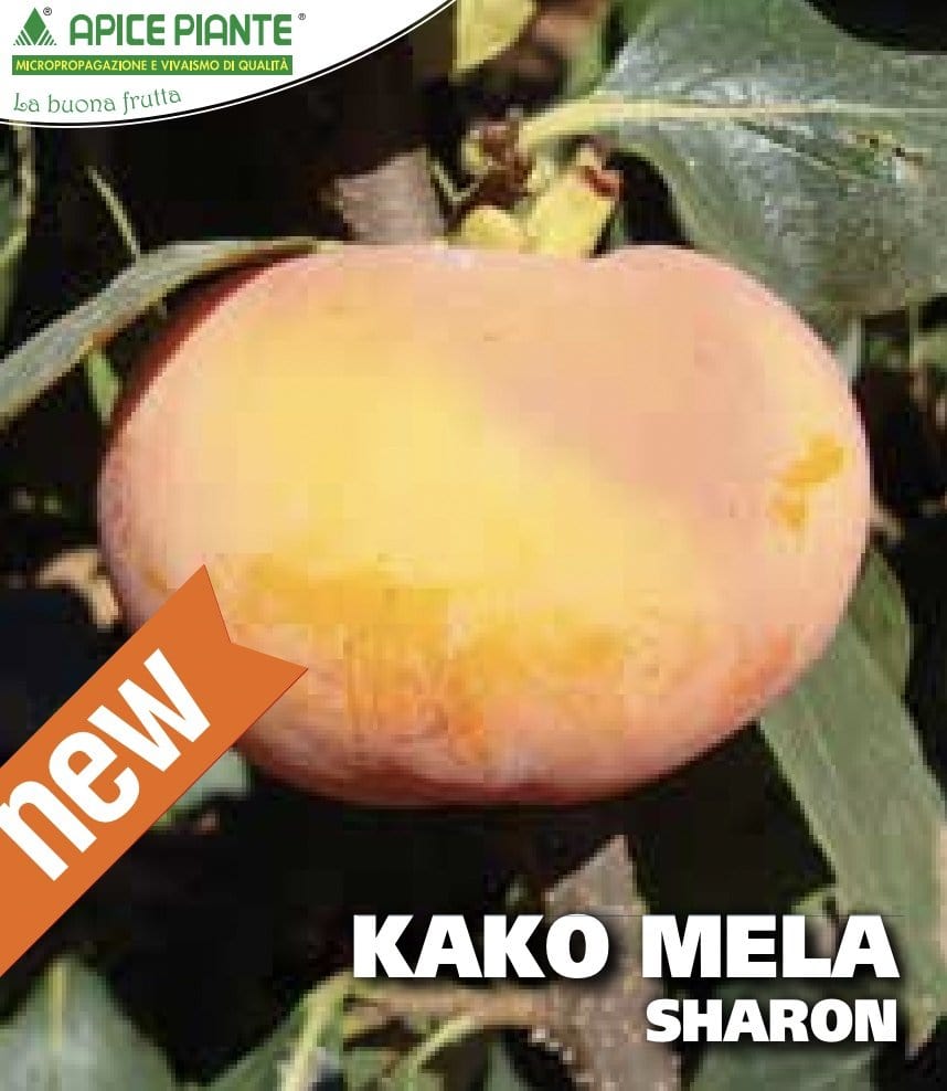 Kako Mela Sharon (Varietà Antica) - V. 20 cm - Apice Piante