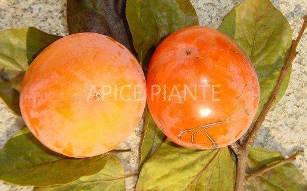 Kako Tipo / Loto di Romagna / Ragno - v. 20 cm - Apice Piante