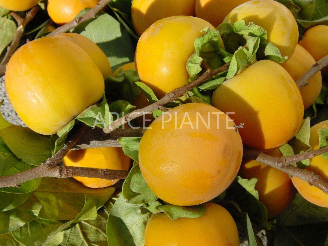Kako Vaniglia Cioccolatino (Varietà Antica) - v. 20 cm - Apice Piante