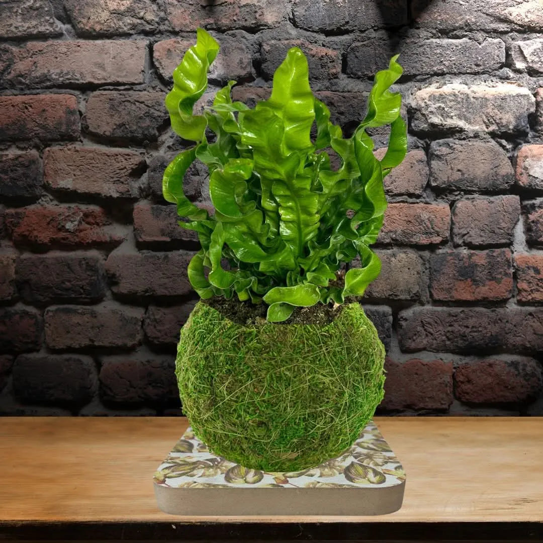 Kit Kokedama Fai da te Asplendium Crispy Wave Tutto incluso