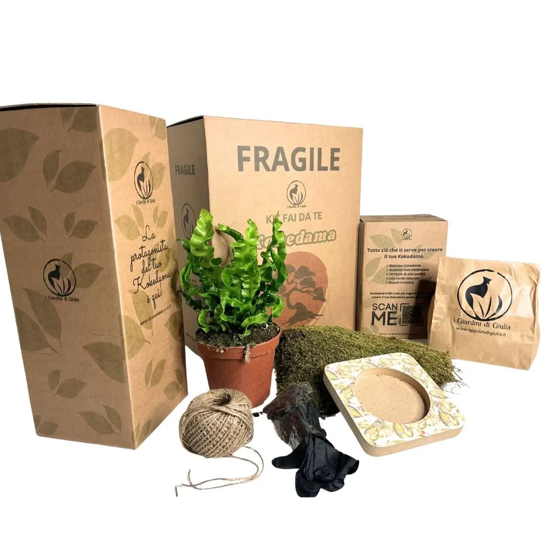 Kit Kokedama Fai da te Asplendium Crispy Wave Tutto incluso