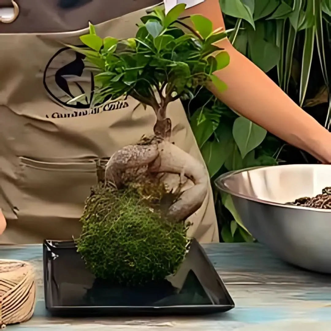 Kit Kokedama Fai da te Bonsai Ginseng Tutto Incluso