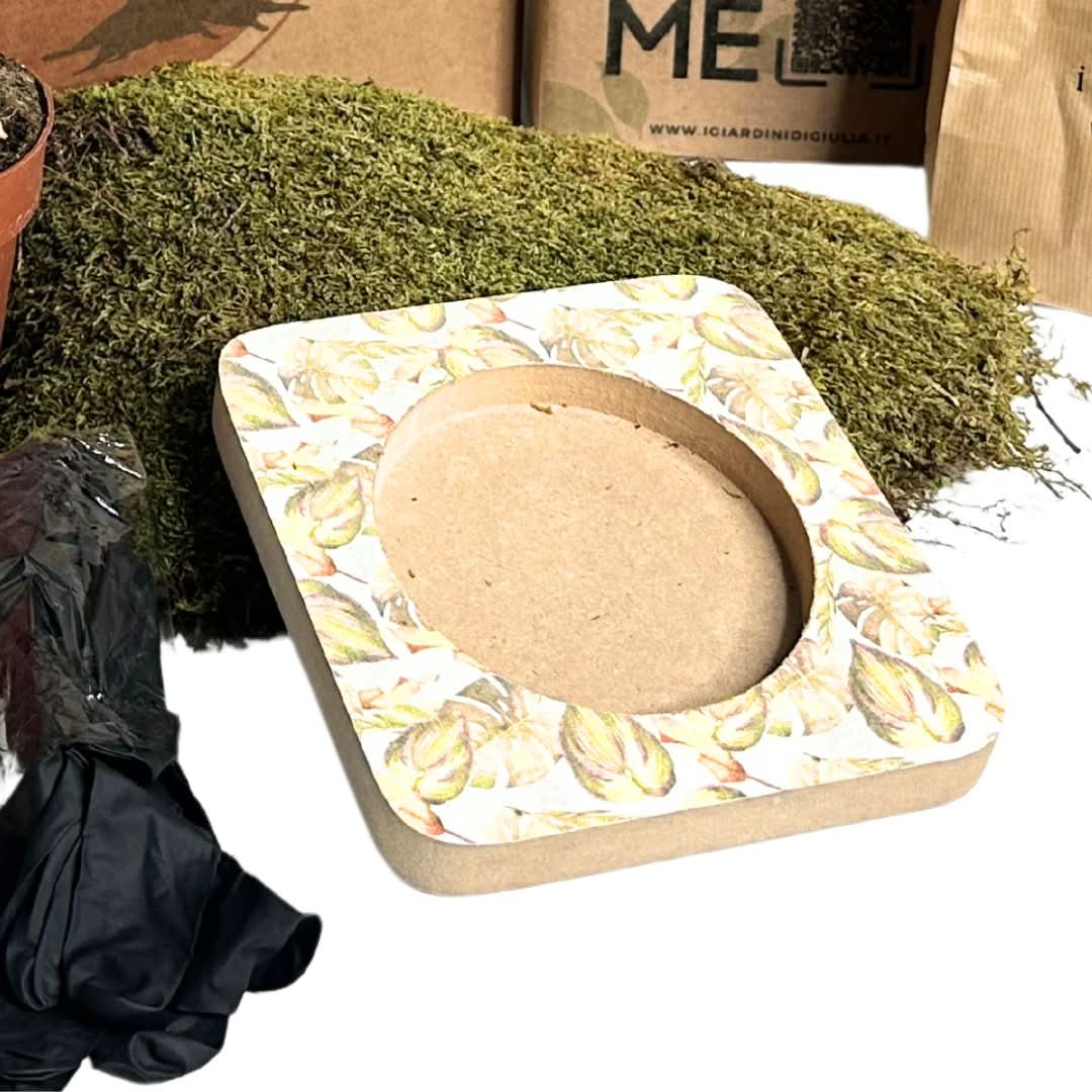 Kit Kokedama Fai da te Bonsai Ginseng Tutto Incluso