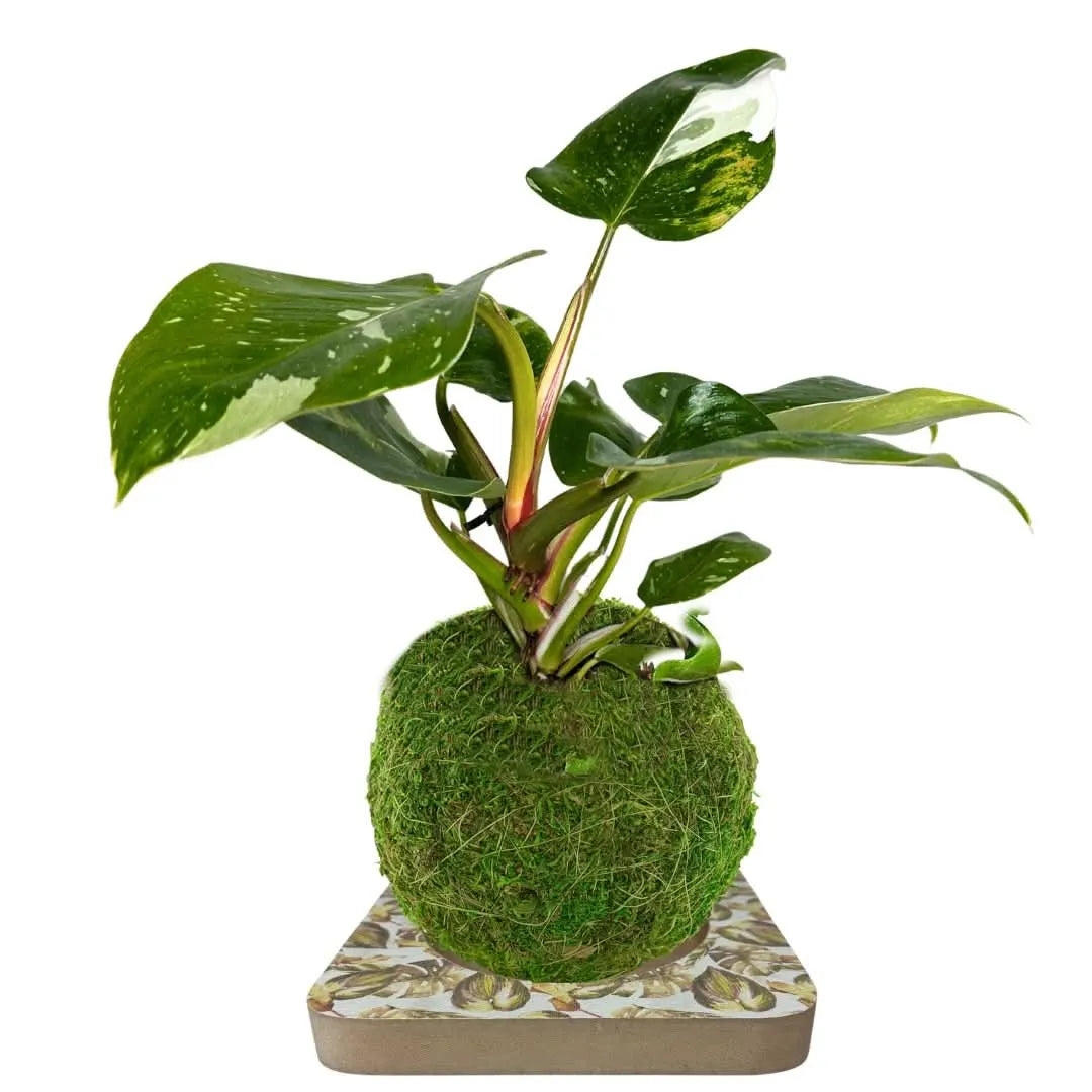 Kit Kokedama Fai da te Philodendro White Wave  Tutto incluso