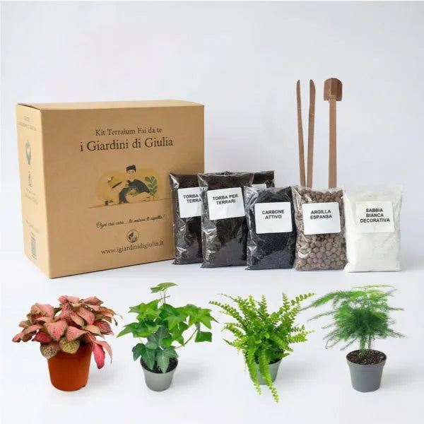 Kit per terrarium fai da con piantine senza contenitore