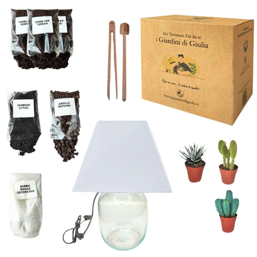 Kit Terrarium Lamparium Medio con piante grasse