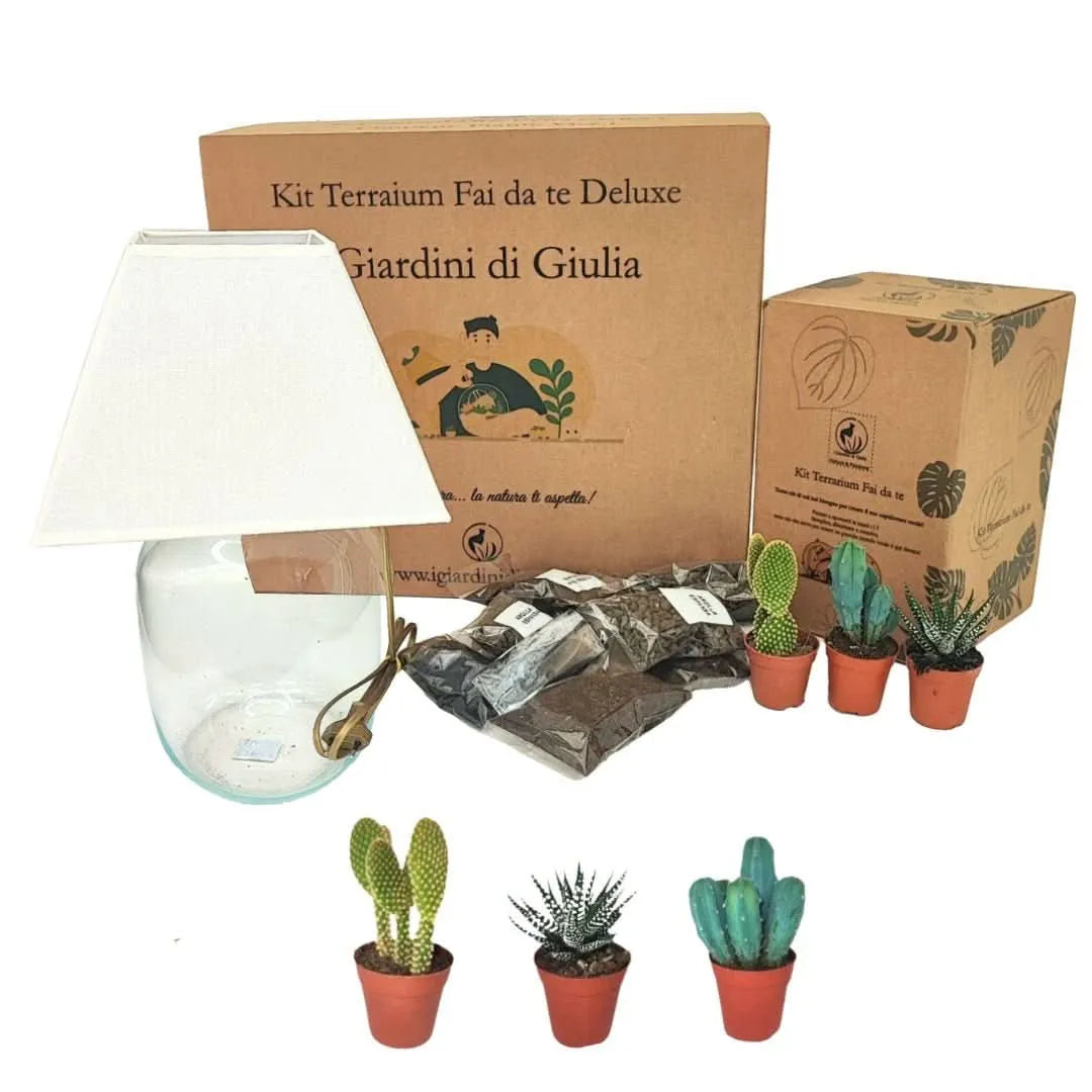 Kit Terrarium Lamparium Medio con piante grasse