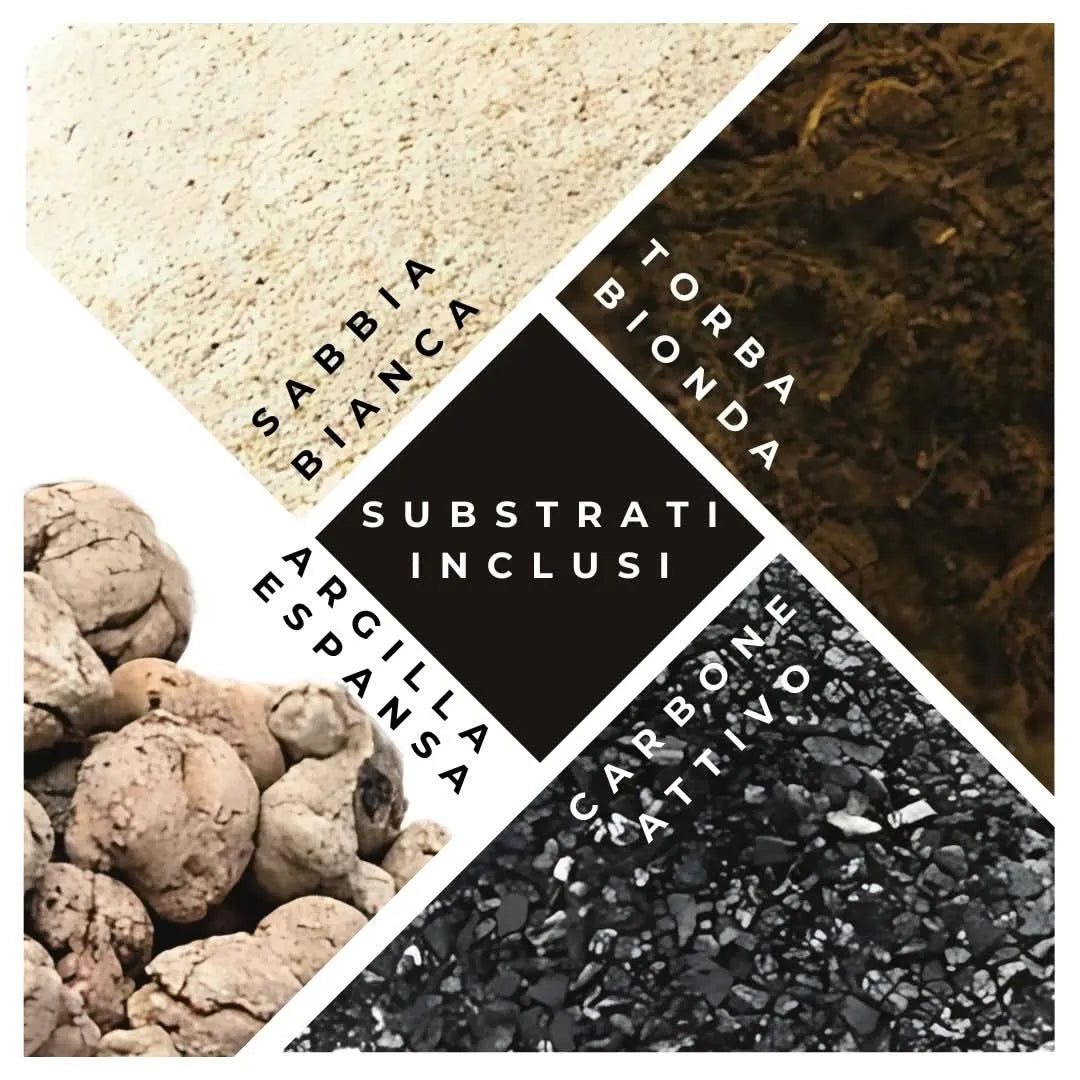 Kit Terrarium Lamparium Medio con piante verdi