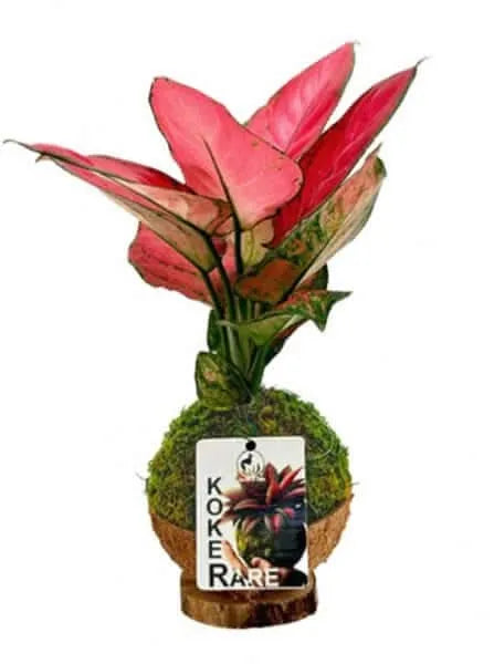 Kokedama Aglaonema Lucky Red
