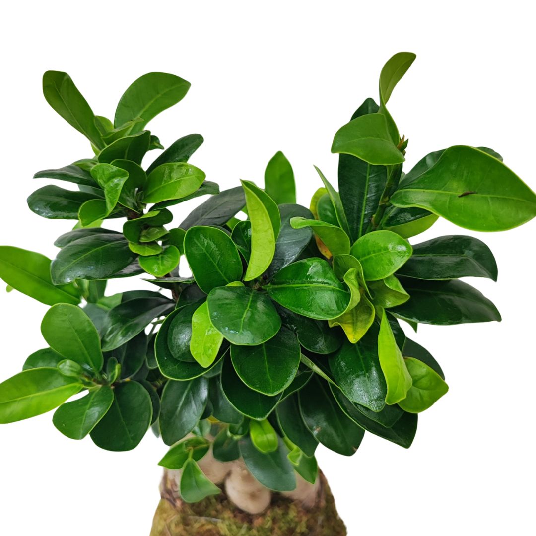 Kokedama Bonsai Ficus Ginseng