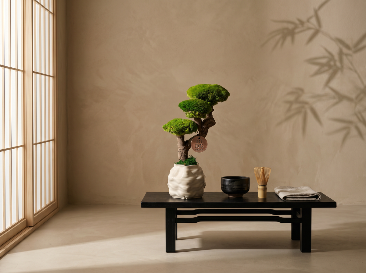 Bonsai Kumori 35 cm.  — Muschio Stabilizzato