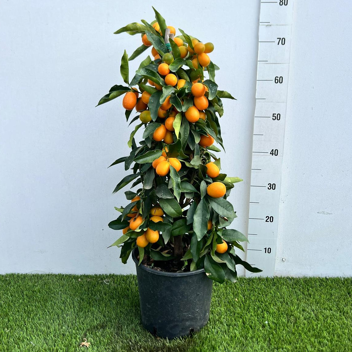Citrus Kumquat Fortunella Piramide in Vaso Ø20cm H90cm – Agrume Made in Sicily