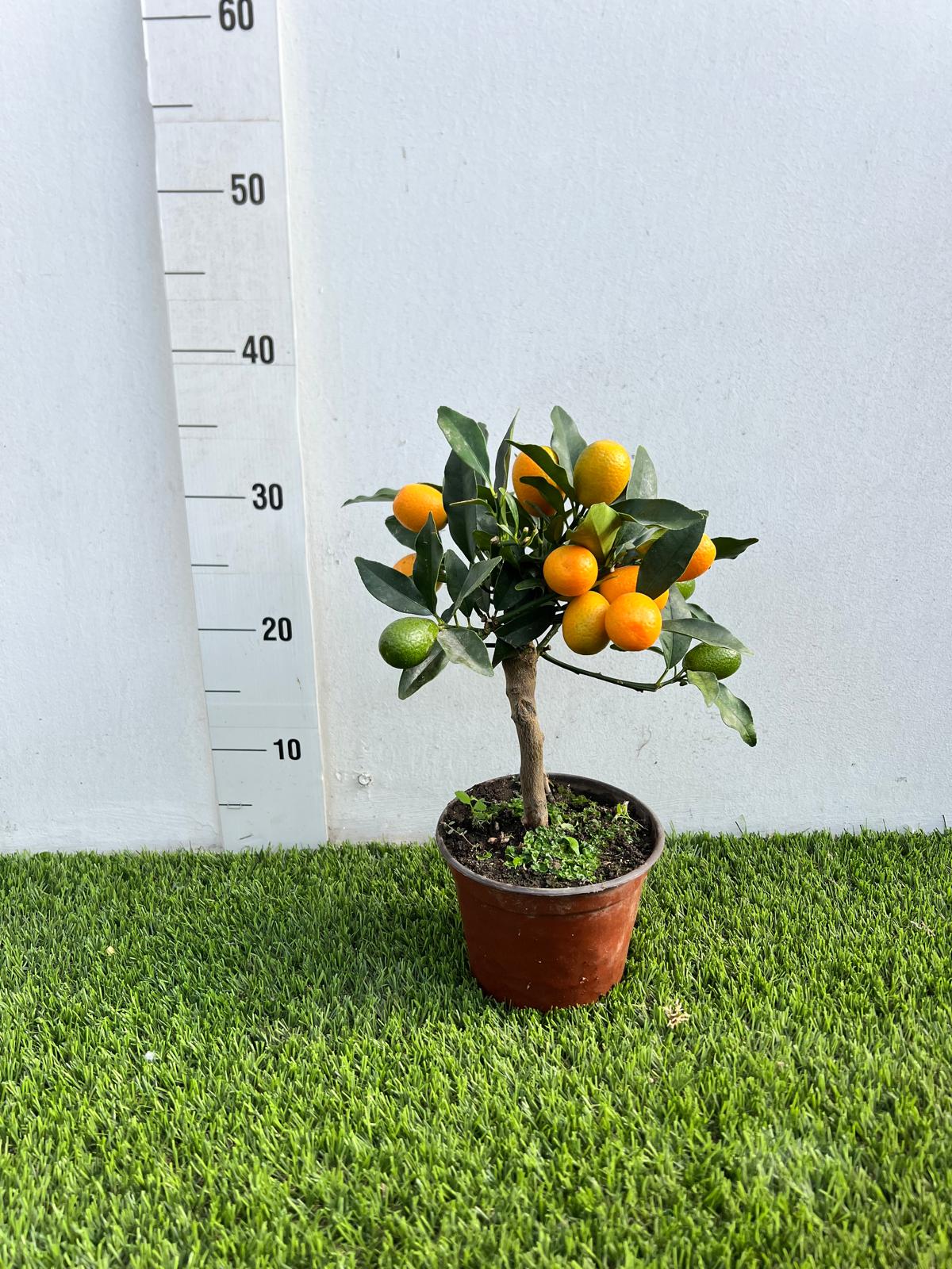 Mini Kumquat Fortunella Ø15cm H35/40cm – Agrume Made in Sicily