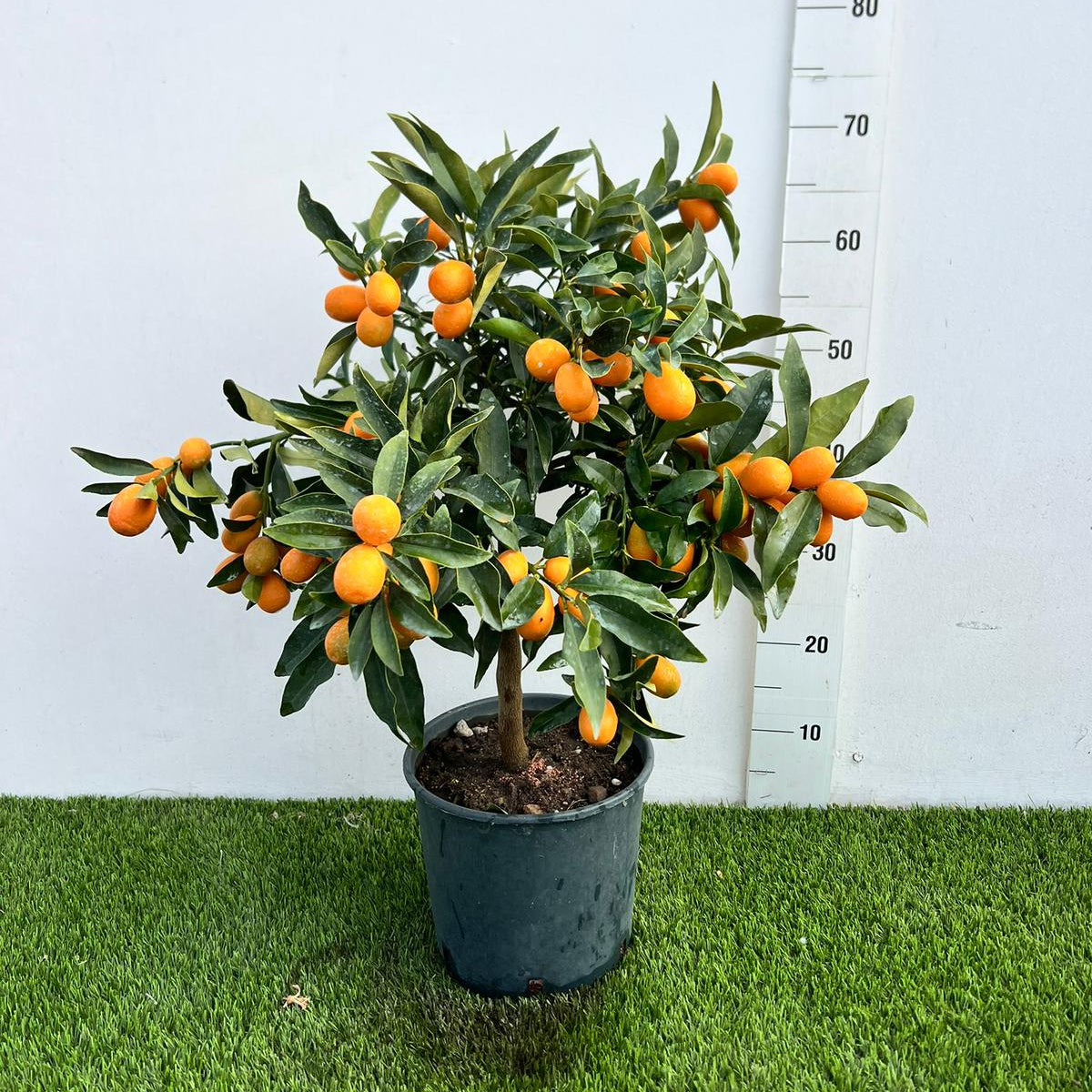Citrus Kumquat Fortunella Alberello in Vaso Ø20cm H70cm – Agrume Made in Sicily