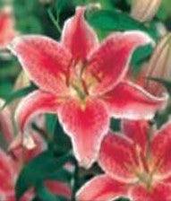 L'ortolano Lilium Oriental Star Gazer - 1 Bulbo