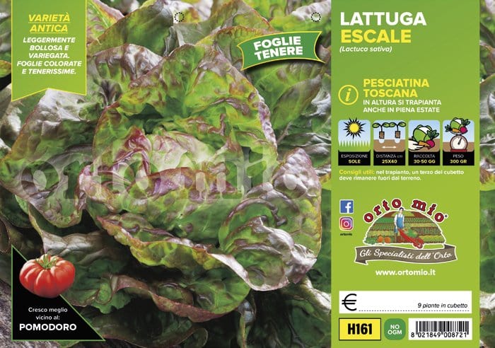 Lattuga 4 stagioni Soliflore - 9 piante - Orto Mio