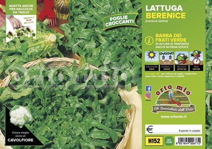 Lattuga barba dei frati verde Berenice - 9 piante - Orto Mio