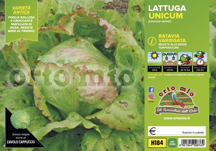 Lattuga batavia variegata Unicum - 9 piante - Orto Mio