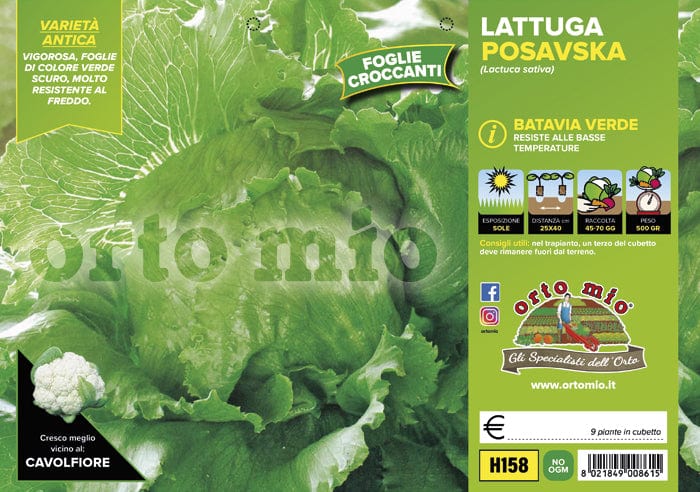 Lattuga batavia verde Posavka - 9 piante - Orto Mio