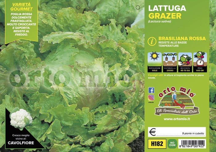 Lattuga brasiliana rossa Grazer - 9 piante - Orto Mio