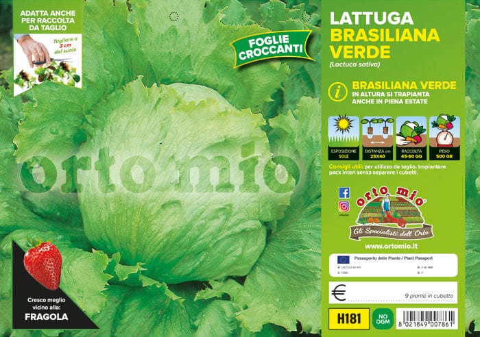 Lattuga brasiliana verde Great Lakes (var. Masaida) - 9 piante - Orto Mio