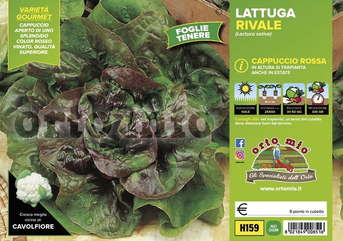 Lattuga cappuccio rossa Rivale - 9 piante - Orto Mio