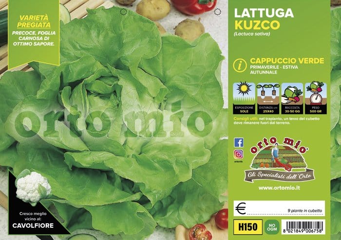 Lattuga cappuccio verde Kuzko (estiva-autunnale) - 9 piante - Orto Mio