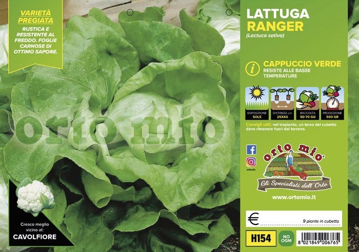 Lattuga cappuccio verde Ranger (primaverile-invernale) - 9 piante - Orto Mio