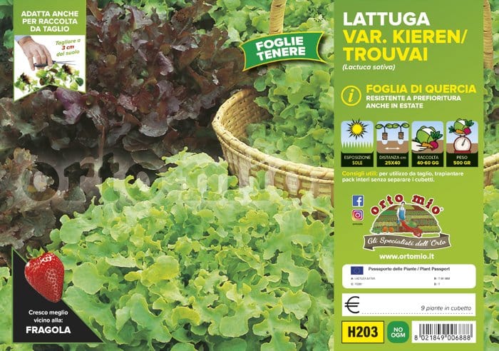 Lattuga foglia di quercia mix Kieren-Trouvai - 9 piante - Orto Mio