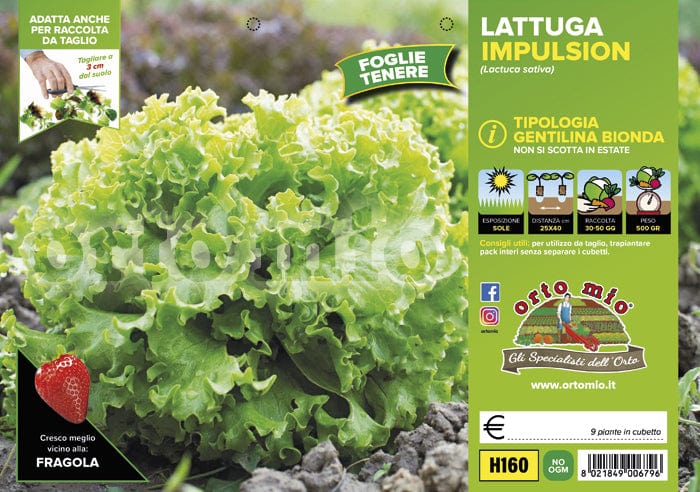Lattuga gentilina bionda Impulsion - 9 piante - Orto Mio