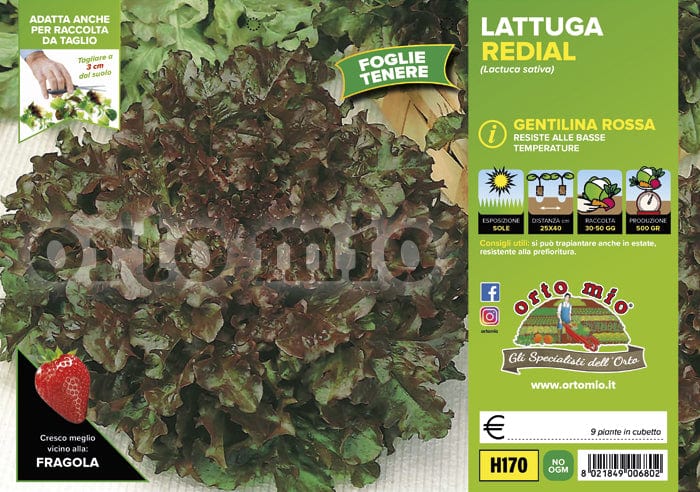Lattuga gentilina rossa Redial - 9 piante - Orto Mio