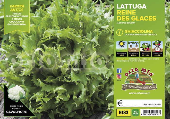 Lattuga ghiacciolina Reine des Glaces - 9 piante - Orto Mio
