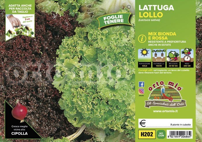 Lattuga lollo mix Locarno-Concorde - 9 piante - Orto Mio