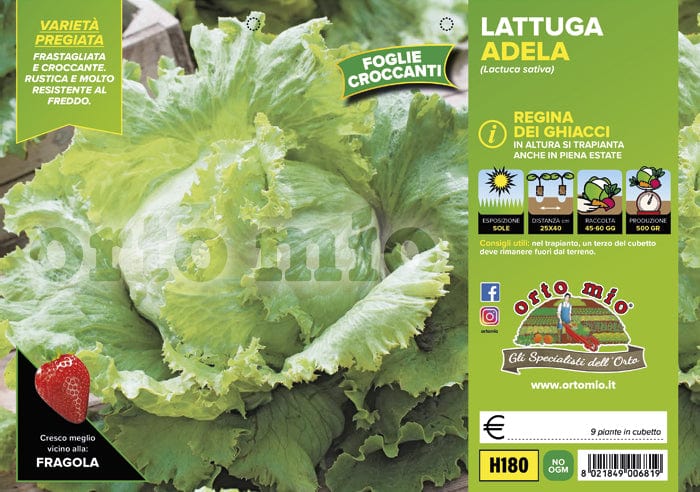 Lattuga Regina dei Ghiacci o Iceberg Adela - 9 piante - Orto Mio