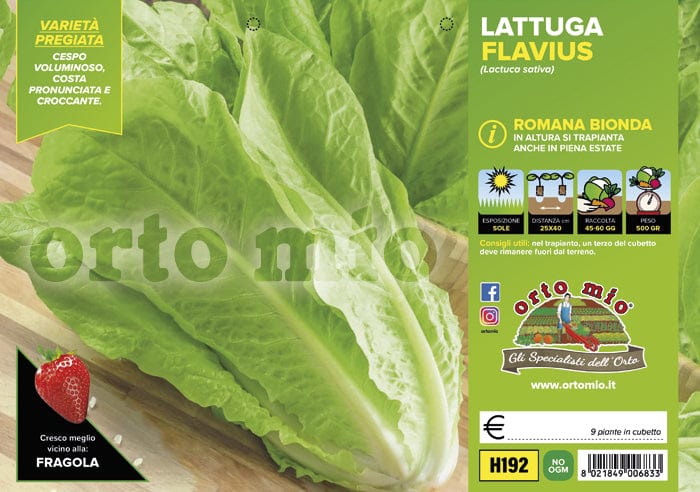 Lattuga romana bionda Flavius - 9 piante - Orto Mio