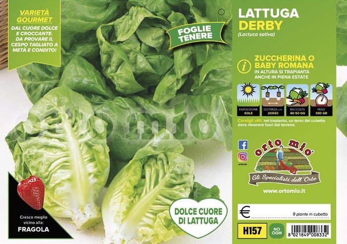 Lattuga zuccherina o baby romana Derby - 9 piante - Orto Mio