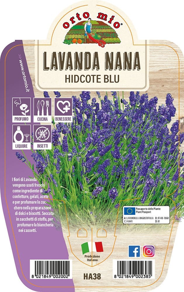 Lavanda Nana Hidcote Blu -  1 pianta v.14 cm - Orto mio