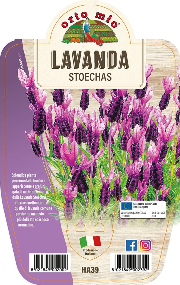 Lavanda Stoechas - 1 pianta v.14 cm - Orto Mio