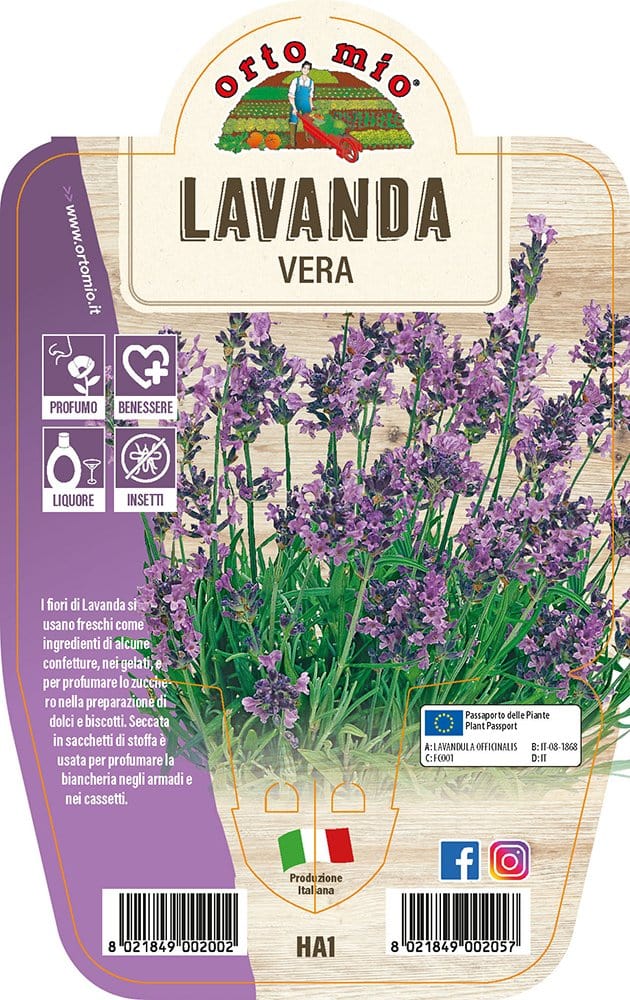 Lavanda Vera - 1 pianta v.14 cm - Orto Mio