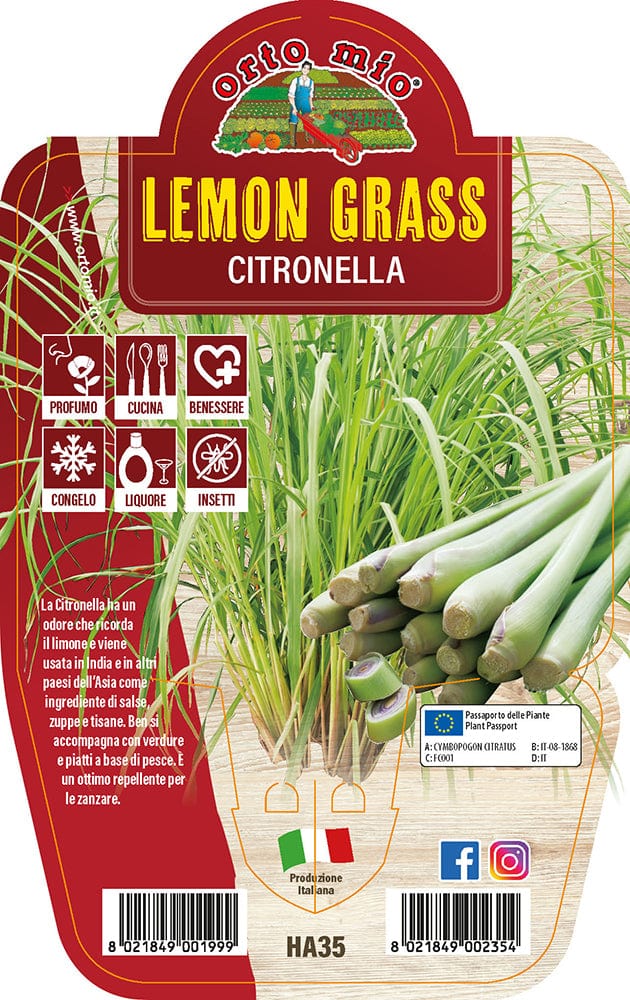 Lemon Grass - Citronella - 1 pianta v.14 - Orto Mio