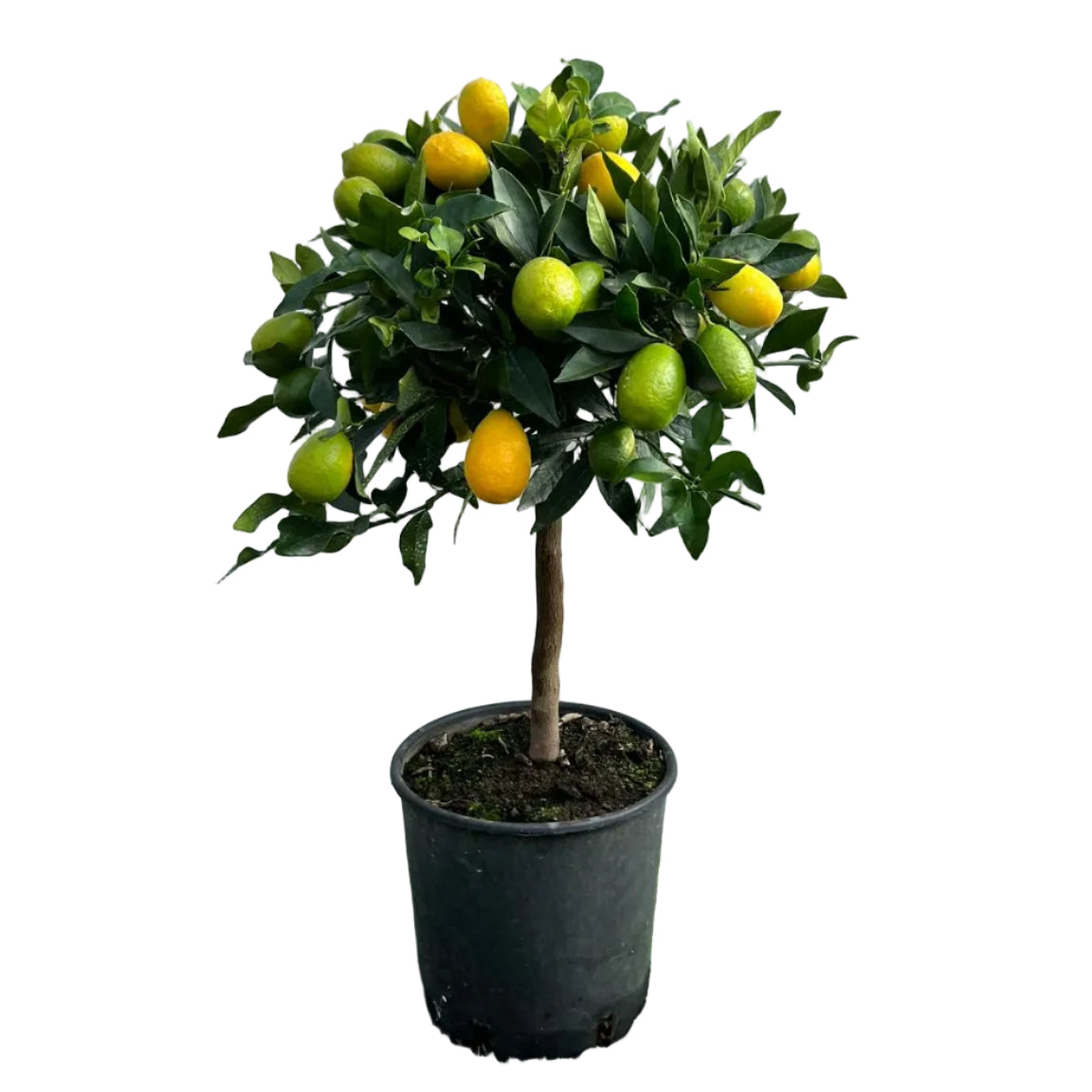 Citrus Lemonquat Alberello in Vaso Ø20cm H70cm – Agrume Made in Sicily