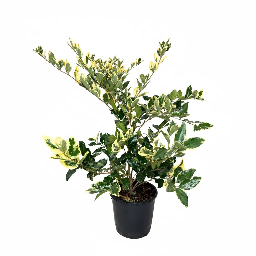 Ligustrum Texanum variegato D.18 cm